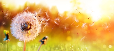 Naturalne zioła na alergię – sprawdź jak poradzić sobie z uczuleniem