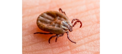 Kleszcze – małe pajęczaki, wielkie zagrożenie
